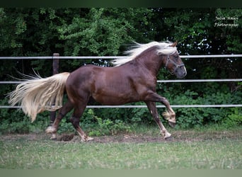 Schwarzwälder Fuchs, Hengst, 2 Jaar, 155 cm, Donkere-vos