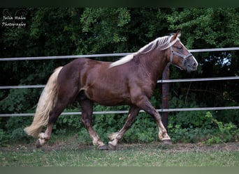 Schwarzwälder Fuchs, Hengst, 2 Jaar, 155 cm, Donkere-vos