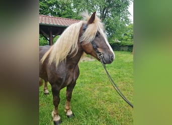 Schwarzwälder Fuchs, Hengst, 4 Jaar, 148 cm, Donkere-vos