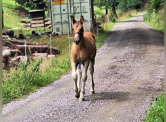 Schwarzwälder Fuchs, Hengst, Fohlen (05/2025), 154 cm, Dunkelfuchs