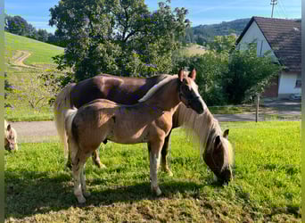 Schwarzwälder Fuchs, Hengst, Fohlen (06/2025), Dunkelfuchs