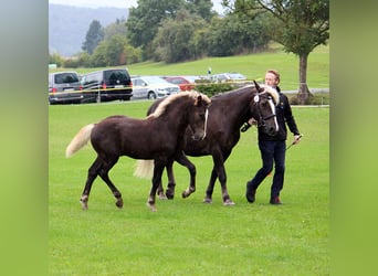 Schwarzwälder Fuchs, Hengst, Veulen (05/2025), Donkere-vos