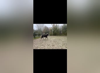 Schwarzwälder Fuchs, Hengst, Veulen (04/2025), Donkere-vos