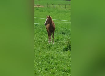 Schwarzwälder Fuchs, Hengst, veulen (05/2023), Donkere-vos