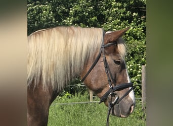 Schwarzwälder Fuchs Mix, Merrie, 11 Jaar, 157 cm, Donkere-vos