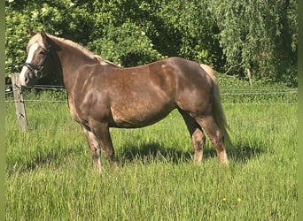 Schwarzwälder Fuchs Mix, Merrie, 11 Jaar, 157 cm, Donkere-vos
