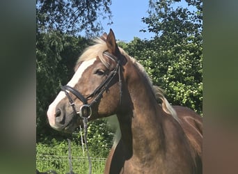 Schwarzwälder Fuchs Mix, Merrie, 11 Jaar, 157 cm, Donkere-vos