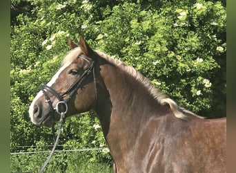 Schwarzwälder Fuchs Mix, Merrie, 11 Jaar, 157 cm, Donkere-vos