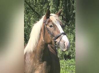 Schwarzwälder Fuchs Mix, Merrie, 11 Jaar, 157 cm, Donkere-vos