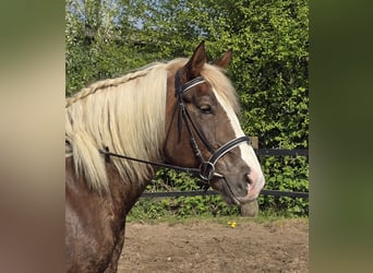 Schwarzwälder Fuchs, Merrie, 11 Jaar, 158 cm, Donkere-vos