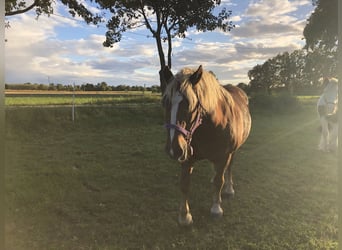 Schwarzwälder Fuchs Mix, Merrie, 14 Jaar, 140 cm, Vos