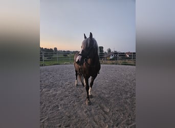 Schwarzwälder Fuchs, Merrie, 14 Jaar, 150 cm, Donkerbruin