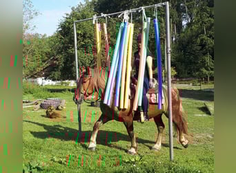 Schwarzwälder Fuchs Mix, Merrie, 14 Jaar, 152 cm, Roan-Red