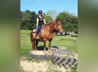 Schwarzwälder Fuchs Mix, Merrie, 14 Jaar, 152 cm, Roan-Red