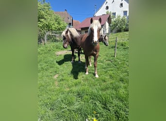Schwarzwälder Fuchs, Merrie, 1 Jaar, Donkere-vos