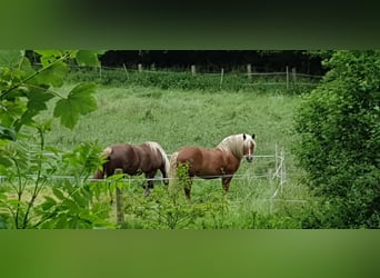 Schwarzwälder Fuchs, Merrie, 21 Jaar, 148 cm, Donkere-vos