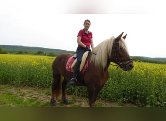 Schwarzwälder Fuchs, Merrie, 21 Jaar, 148 cm, Donkere-vos