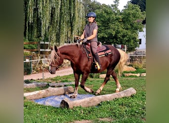 Schwarzwälder Fuchs, Merrie, 3 Jaar, 148 cm, Donkere-vos
