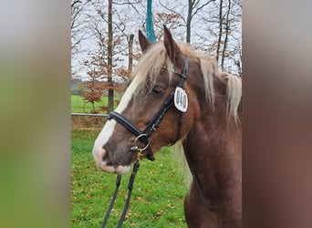 Schwarzwälder Fuchs, Merrie, 3 Jaar, 153 cm, Donkere-vos