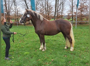 Schwarzwälder Fuchs, Merrie, 3 Jaar, 153 cm, Donkere-vos