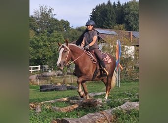 Schwarzwälder Fuchs Mix, Merrie, 3 Jaar, 157 cm, Vos