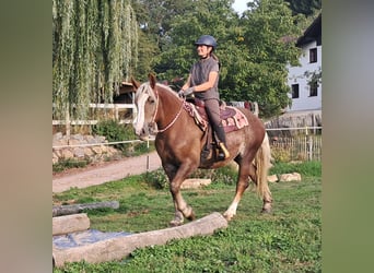 Schwarzwälder Fuchs Mix, Merrie, 3 Jaar, 157 cm, Vos