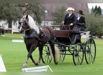 Schwarzwälder Fuchs, Merrie, 4 Jaar, 149 cm, Donkere-vos