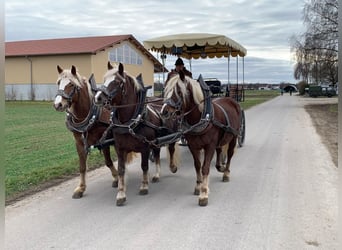 Schwarzwälder Fuchs, Merrie, 4 Jaar, 153 cm, Donkere-vos
