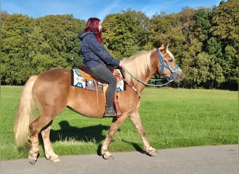 Schwarzwälder Fuchs Mix, Merrie, 4 Jaar, 153 cm, Vos
