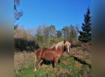 Schwarzwälder Fuchs, Merrie, 4 Jaar, Donkere-vos