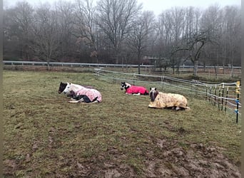 Schwarzwälder Fuchs, Merrie, 5 Jaar, 138 cm, Donkere-vos