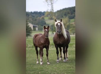 Schwarzwälder Fuchs, Merrie, 6 Jaar, 152 cm, Donkere-vos