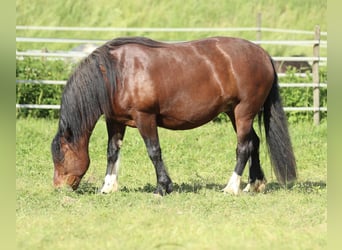 Schwarzwälder Fuchs, Merrie, 8 Jaar, 154 cm, Bruin
