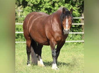 Schwarzwälder Fuchs, Merrie, 8 Jaar, 154 cm, Bruin