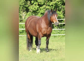 Schwarzwälder Fuchs, Merrie, 8 Jaar, 154 cm, Bruin