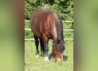 Schwarzwälder Fuchs, Merrie, 8 Jaar, 154 cm, Bruin