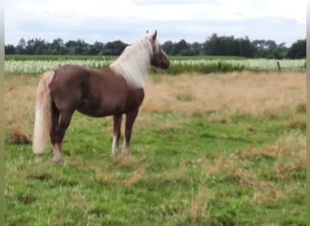Schwarzwälder Fuchs, Merrie, 8 Jaar, 157 cm, Donkere-vos