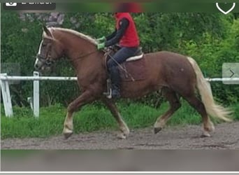 Schwarzwälder Fuchs, Merrie, 8 Jaar, 157 cm, Donkere-vos