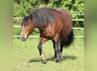 Schwarzwälder Fuchs, Merrie, 9 Jaar, 154 cm, Bruin
