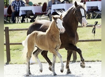 Schwarzwälder Fuchs, Merrie, Veulen (05/2025), 152 cm, Donkere-vos