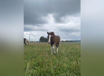 Schwarzwälder Fuchs, Merrie, veulen (05/2024), Donkere-vos