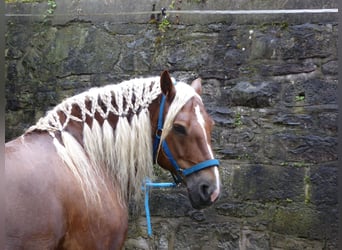 Schwarzwälder Fuchs, Ruin, 17 Jaar, 152 cm, Donkere-vos