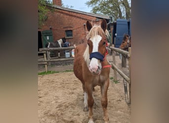 Schwarzwälder Fuchs Mix, Ruin, 2 Jaar, 150 cm, Donkere-vos