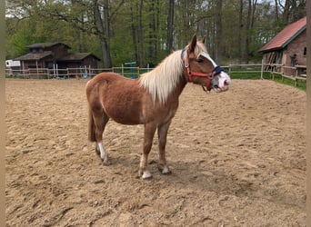 Schwarzwälder Fuchs Mix, Ruin, 2 Jaar, 150 cm, Donkere-vos