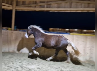 Schwarzwälder Fuchs, Ruin, 3 Jaar, 148 cm, Donkere-vos