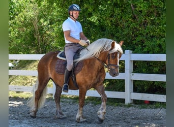 Schwarzwälder Fuchs, Ruin, 4 Jaar, 149 cm, Donkere-vos