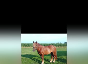 Schwarzwälder Fuchs Mix, Ruin, 4 Jaar, 164 cm, Vos