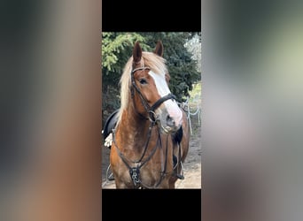 Schwarzwälder Fuchs Mix, Ruin, 6 Jaar, 160 cm, Vos