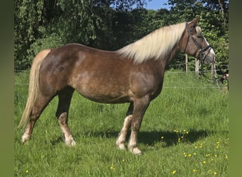 Schwarzwälder Fuchs Mix, Stute, 11 Jahre, 157 cm, Dunkelfuchs