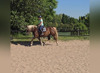 Schwarzwälder Fuchs Mix, Stute, 11 Jahre, 157 cm, Dunkelfuchs